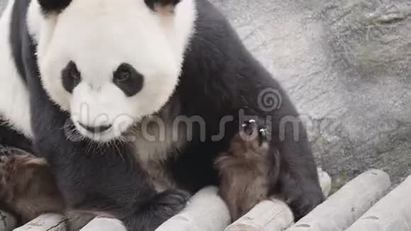 熊猫熊的肖像视频的预览图