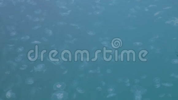 水中的水母视频的预览图