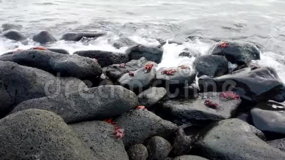 加拉帕戈斯沙利轻脚蟹宽射或螃蟹的岩石视频的预览图