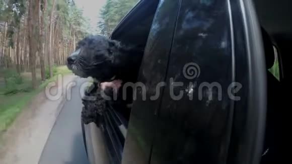 一只留着长发的黑狗从车窗外探出身子环顾四周孩子拥抱并支撑着她视频的预览图