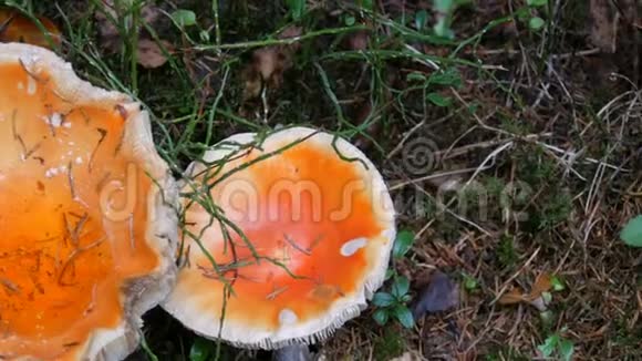 十月采蘑菇巨大的蘑菇在秋天的草地上一天近景视频的预览图