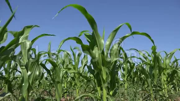 玉米田间耕地玉米收获农业农业视频的预览图