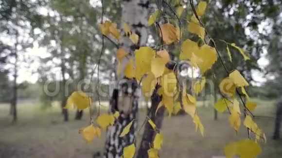 桦树叶子视频的预览图