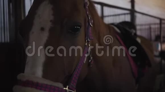 一匹美丽的棕色马的肖像有白色的面部标记站在室内的畜栏里可爱的动物视频的预览图