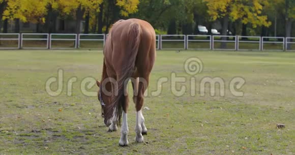 一匹婀娜多姿的棕马在畜栏里吃草美丽的动物在秋天的草地上觅食电影院4k视频的预览图