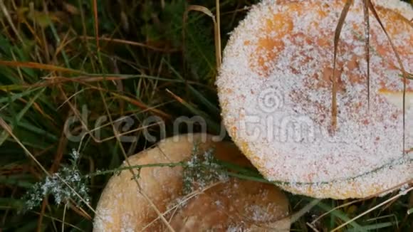 秋雨天草丛中的巨型蘑菇被初雪覆盖喀尔巴阡山脉的蘑菇收获视频的预览图