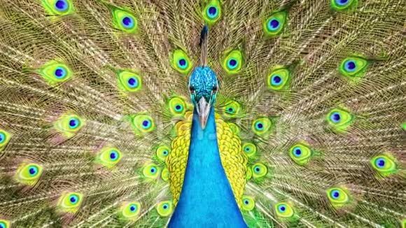 蓝雄印度孔雀的正面景色和全展开的尾羽背景视频的预览图