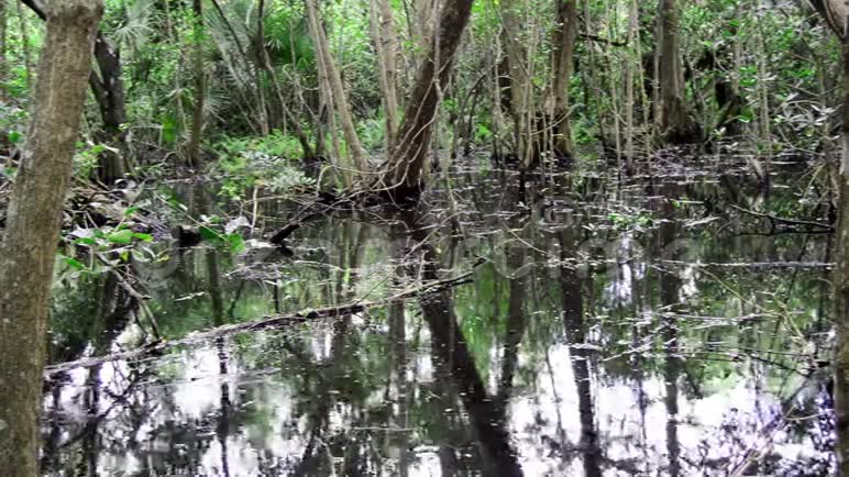 沼泽在雨中降落视频的预览图