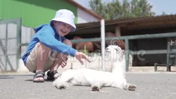 一个男孩在动物园里抚摸一只白色的小羊羔视频的预览图