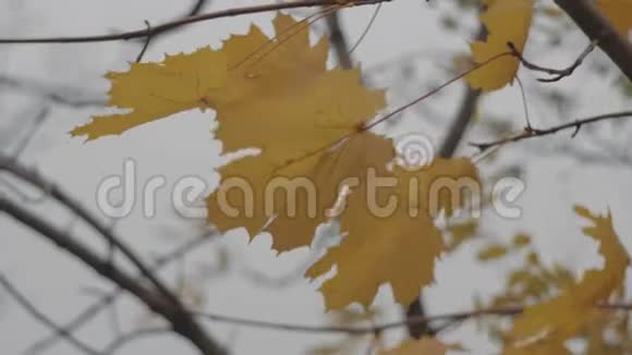秋天黄色的枫叶在风中发展秋天的树叶慢动作4k录像2398fps视频的预览图
