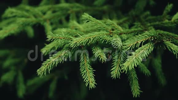 美丽的云杉树枝特写深绿色美丽的植物视频的预览图