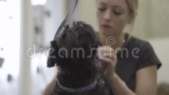 女性宠物美容师在美容沙龙清洗黑狗的耳朵兽医诊所的专业动物护理艺术视频的预览图
