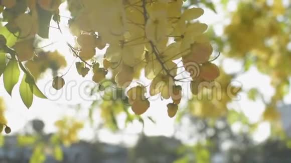 在夏季印度的阴唇花或金色的淋浴花在阳光下在树上绽放视频的预览图