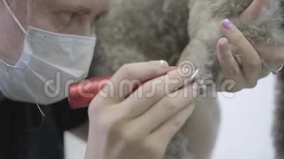 一个穿着特殊衣服的女人专业的美容师用剪刀在爪子上剪约克郡的毛可爱的狗视频的预览图