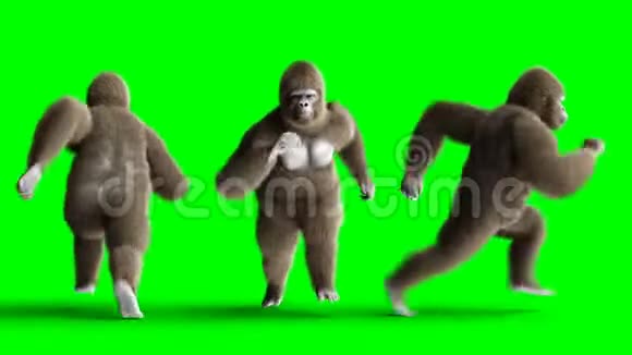 有趣的棕色大猩猩奔跑超级逼真的皮毛和头发绿屏4K动画视频的预览图