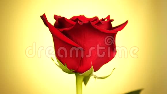 红色玫瑰在黄色背景上旋转爱的象征情人节卡片设计视频的预览图