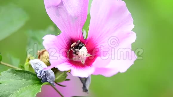 蜜蜂以花为食视频的预览图