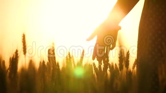 女人手触摸田里的麦穗太阳光线穿过你的手指快关门视频的预览图
