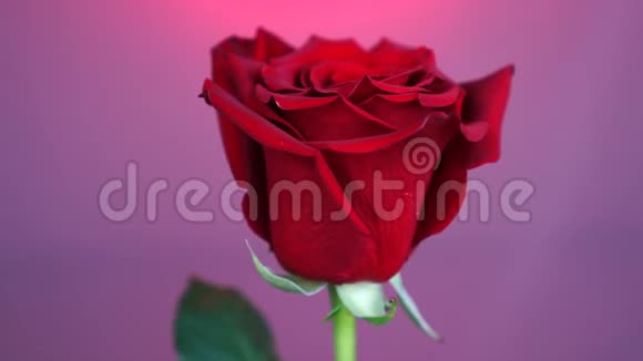 红色玫瑰在紫色背景上旋转爱的象征情人节卡片设计视频的预览图
