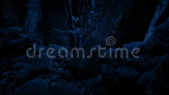 夜间路过森林树木地面视频的预览图