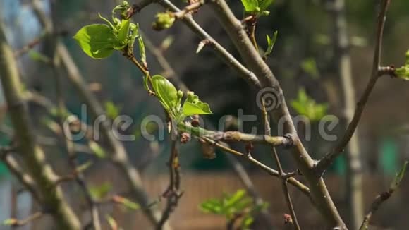 春天树枝上的叶子芽视频的预览图
