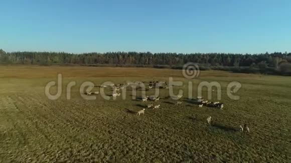 农场放牧羊群的鸟瞰图视频的预览图