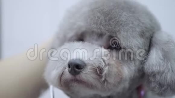 在宠物沙龙里给一只小狗洗澡漂亮的狮子狗可爱的狗在理发宠物宠物美容沙龙视频的预览图