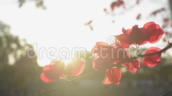 一朵朵盛开的纸花或一朵花在树枝上摇曳剩下的热带红花视频的预览图