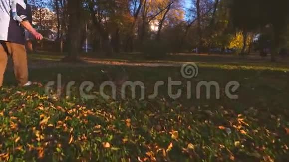 有趣的狗在草坪上跳跃和玩耍狗玩棍子和主人在公园在夕阳下护理视频的预览图