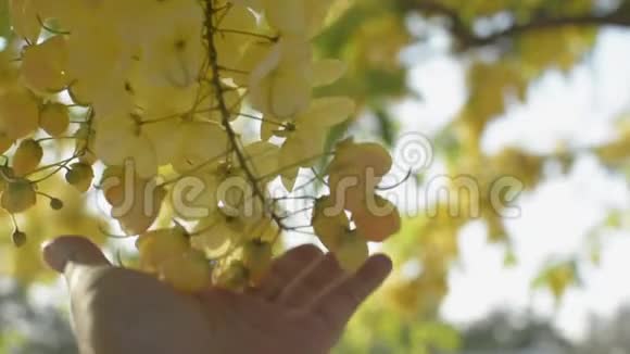 人们的手轻轻地抚摸着树枝上的热带黄花慢动作视频的预览图