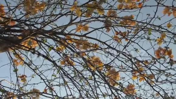 蓝色天空的树枝上盛开的纸花或鲜花剩下的热带黄花视频的预览图