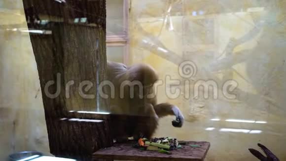 棕色猴子在动物园吃饭视频的预览图