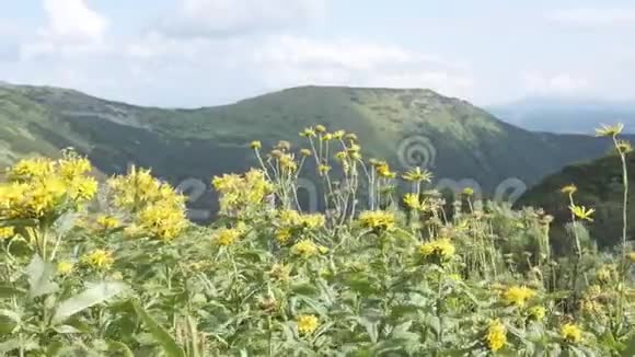野花映衬的一山山水山中草甸花在博物馆里旅行和徒步旅行视频的预览图
