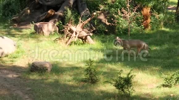 野生的雄性或雌性狼在林间空地或草地上散步或奔跑夏天靠近树木视频的预览图