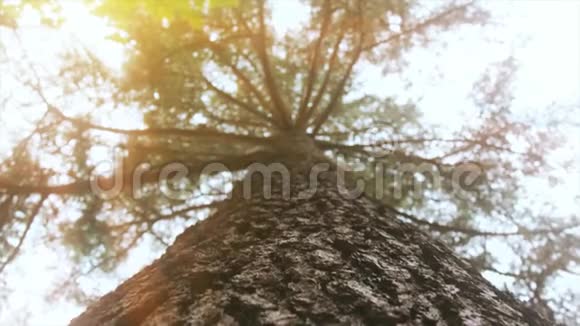 4K老树从低角度拍摄阳光树叶森林的自然镜头视频的预览图
