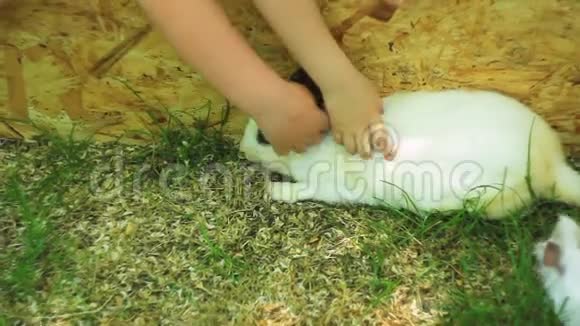 孩子们抚摸兔子的皮毛在草坪上玩儿童和宠物之间的友谊视频的预览图