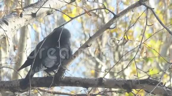 坐在黄秋叶之间的桦树枝上的杰克达夫视频的预览图