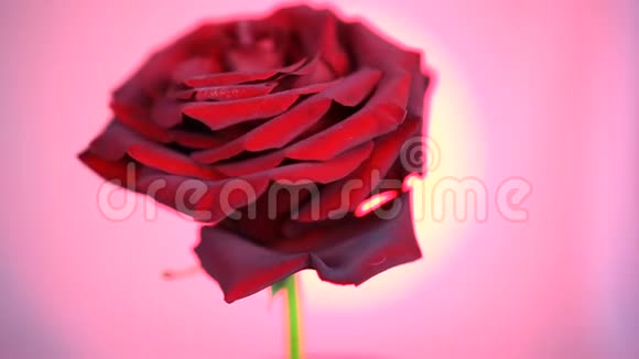 淡红玫瑰花旋转特写背景美丽的暗红色玫瑰特写爱的象征视频的预览图