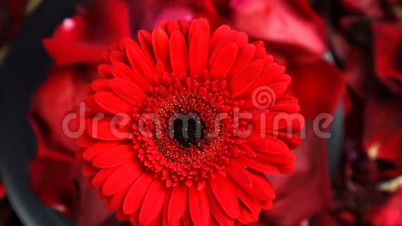 顶部的红色格贝拉花在花瓣下旋转美丽的暗红色格伯拉特写视频的预览图