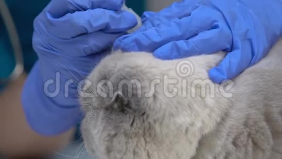 猫耳朵滴抗生素螨虫防治特写视频的预览图