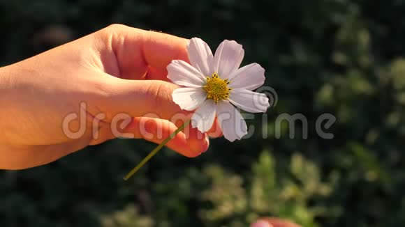 女人从甘菊的花瓣上流泪视频的预览图