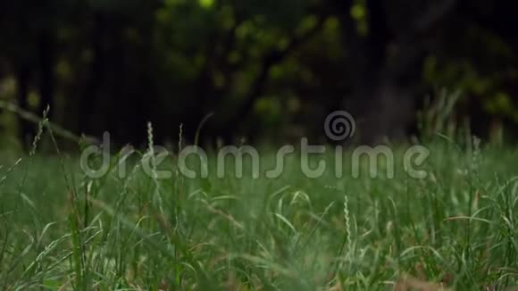 孕妇在公园里的垫子上练习瑜伽做着体式狗鼻子视频的预览图