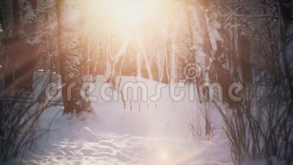 雪和太阳白色森林上的雪和太阳正在升起视频的预览图