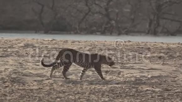 在普库附近的沙滩上漫步的豹子的壮观景象视频的预览图