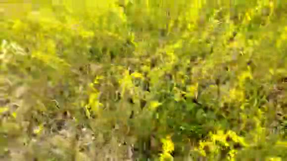 从低点进行空中射击相机在晴朗的夏日在茂密的绿草中飞翔视频的预览图
