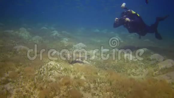 埃及阿布达布2019年5月30日摄影师拍摄像一条鱼在白天慢慢游过沙底视频的预览图