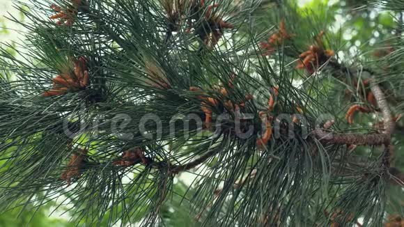 松树在自然公园开花视频的预览图