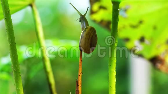 蜗牛爬在干枯的莲茎上视频的预览图