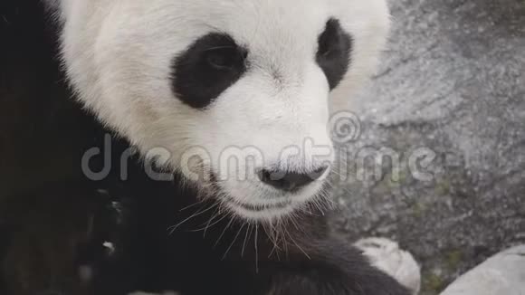 熊猫熊的肖像视频的预览图
