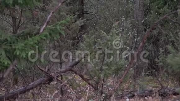 欧洲休耕鹿望着森林里的镜头在树林旁的灌木丛中的几只鹿野生动物视频的预览图